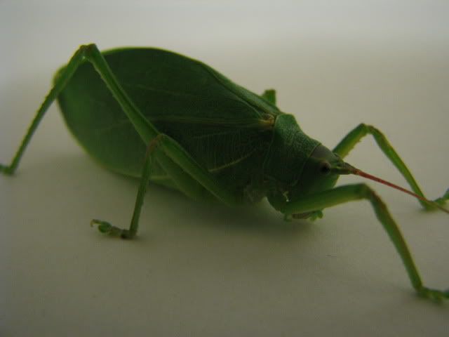 Katydid1.jpg