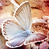 http://i298.photobucket.com/albums/mm280/NoirChatte/MyPSD/butterfly_03.png