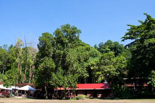 Hut and Trees