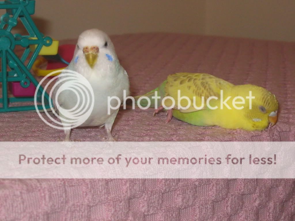 Budgie sleeping or worse? | Avian Avenue Parrot Forum