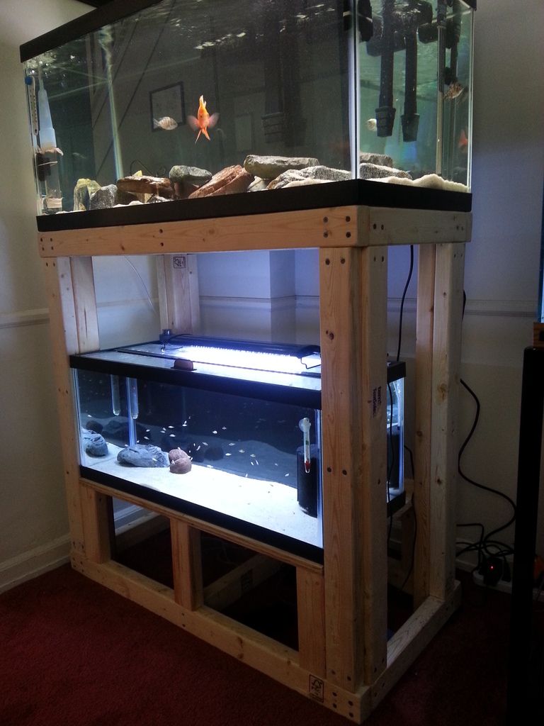 Cichlid-Forum • 40G breeder / 20L Combo DIY Stand